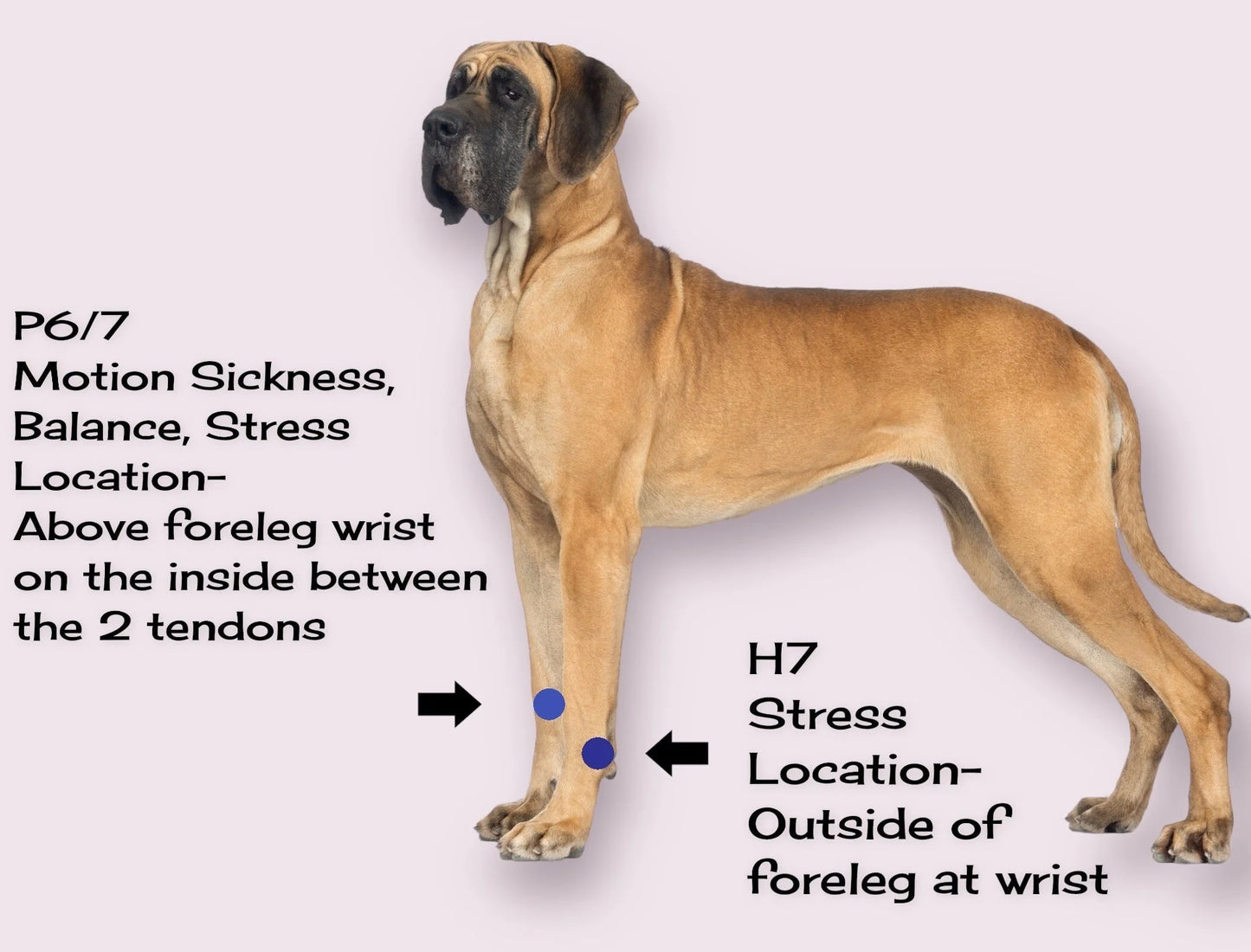 Natural Calming Motion Comfort Band for Dogs- Stress, Behavior (X-Large6, Fourcolorpack)