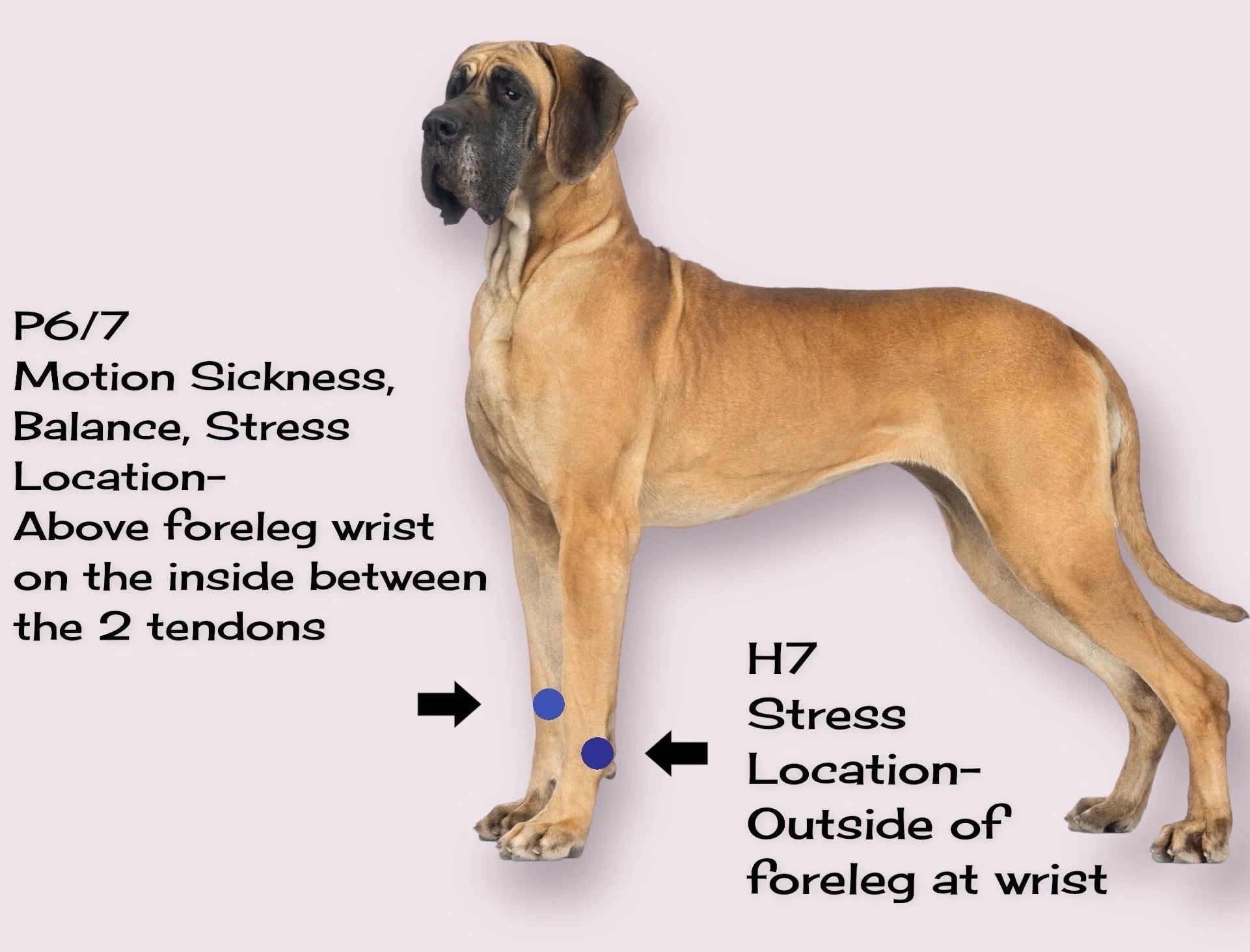 Natural Calming Motion Comfort Band for Dogs- Stress, Behavior (X-Large6, Fourcolorpack)